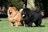 CHOW CHOW 610